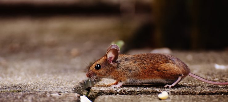 How to Prevent and Remove Mice From Your House